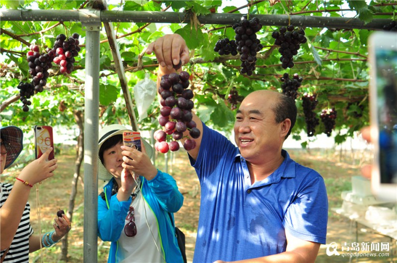 走进平度大泽山葡萄“硅谷” 带动千户增收2500余万